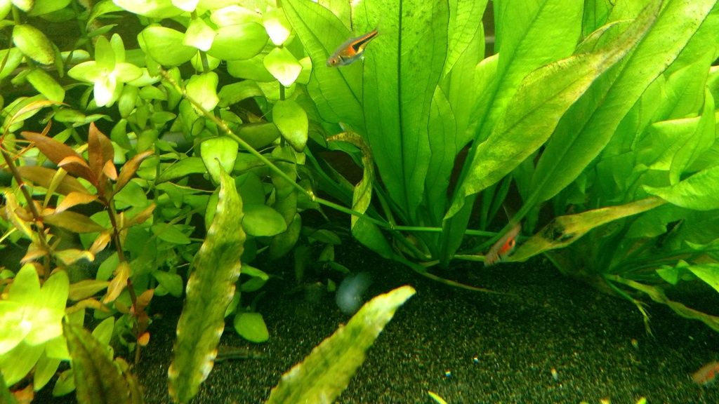 Amazon Sword Flowering? The Planted Tank Forum